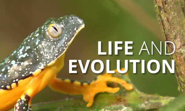 Life and Evolution
